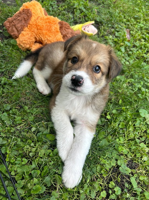 Koa photo 4