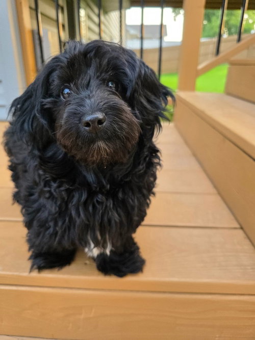 Zelda, an adoptable Poodle in Andover, MN