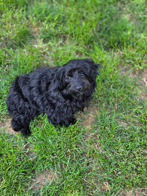 Zelda ~No Longer Accepting Applications~ photo 2