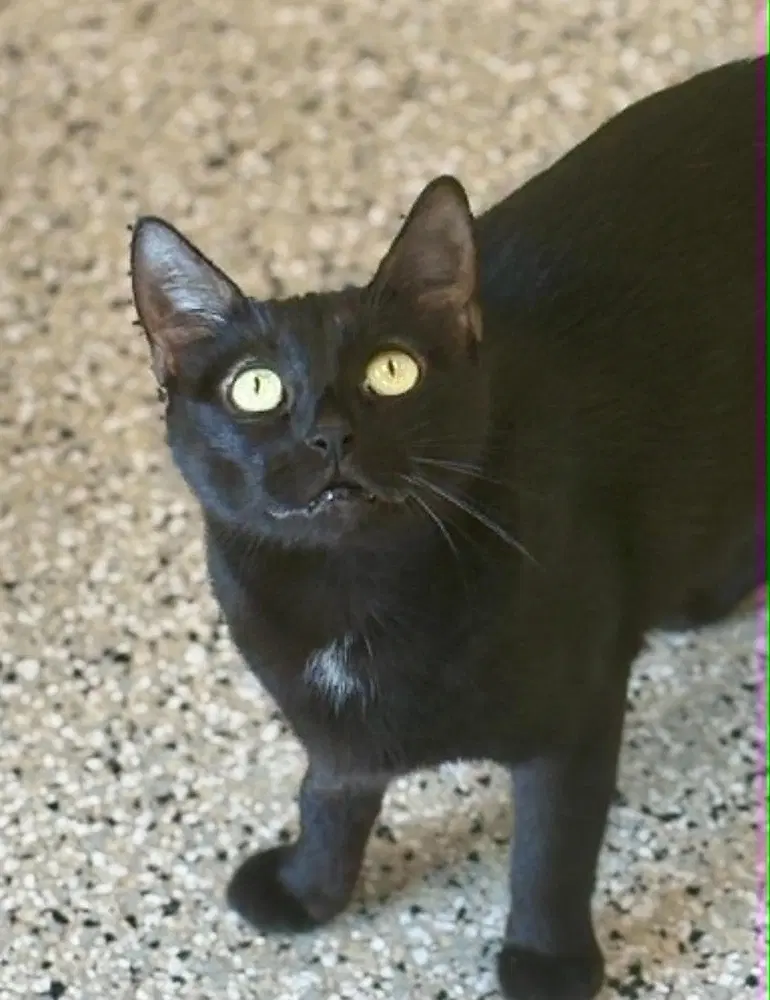 Evelyn - Domestic Short Hair