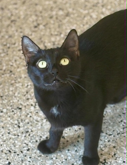 EVELYN - Domestic Short Hair available for adoption