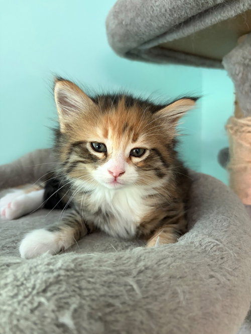 Pumpkin, an adoptable Domestic Medium Hair in Andover, MN