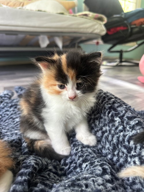 Peaches, an adoptable Domestic Medium Hair in Andover, MN