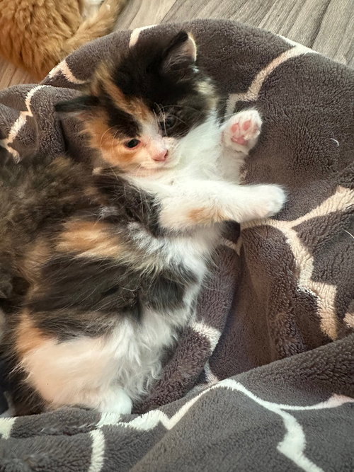 Peaches photo 2