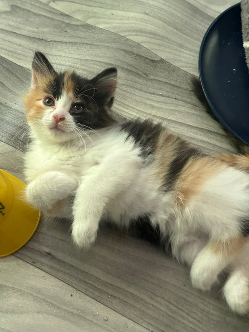 Peaches photo 3