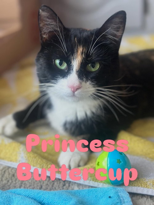 Princess Buttercup, an adoptable Domestic Short Hair in Andover, MN