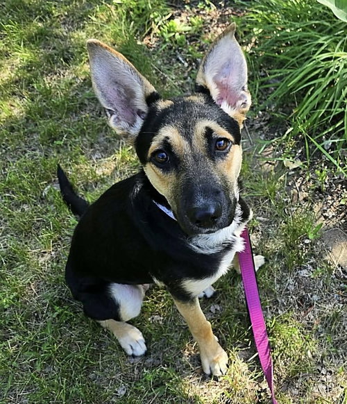 Jasmine, an adoptable Shepherd in Andover, MN