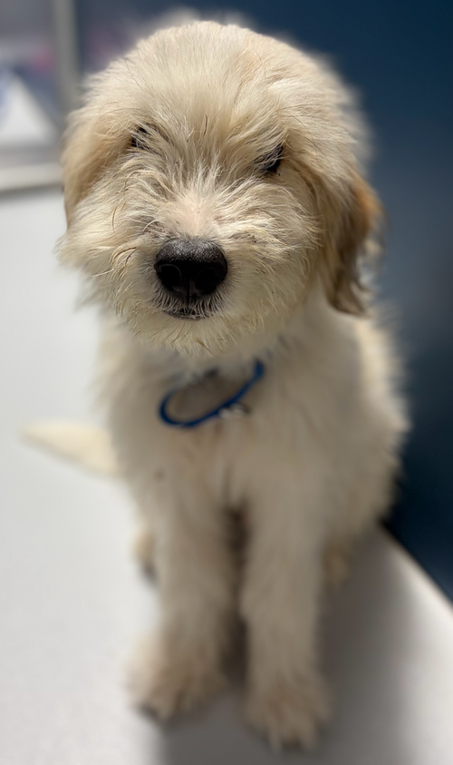 Moe~FOSTER or FOSTER TO ADOPT NEEDED ~, an adoptable Unknown breed in Andover, MN