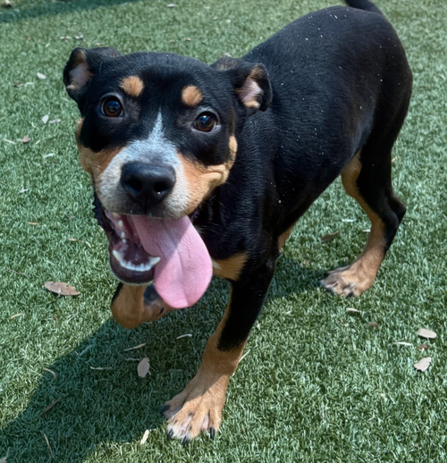 Ralphie~FOSTER or FOSTER TO ADOPT NEEDED~, an adoptable Terrier in Andover, MN