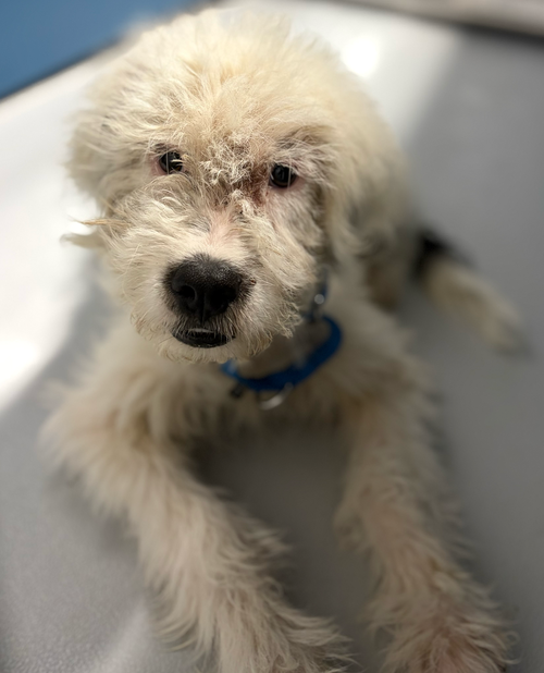 Calvin~FOSTER or FOSTER TO ADOPT NEEDED, an adoptable Unknown breed in Andover, MN