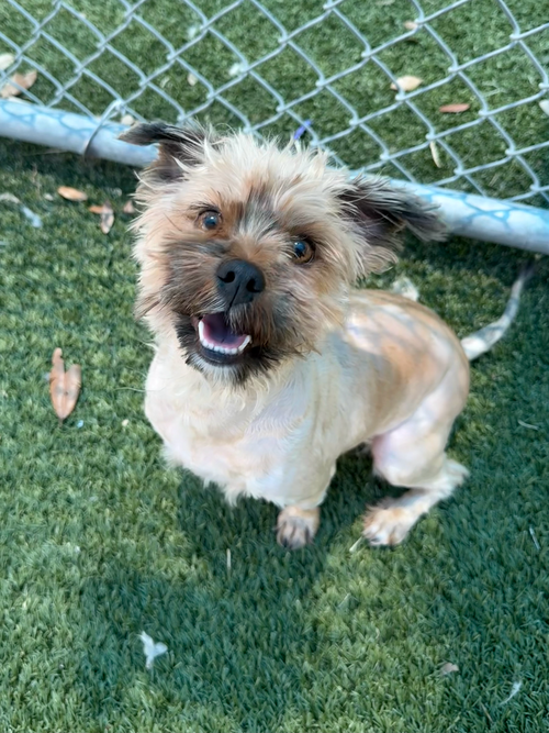 Chevy~FOSTER or FOSTER TO ADOPT NEEDED~, an adoptable Cairn Terrier in Andover, MN