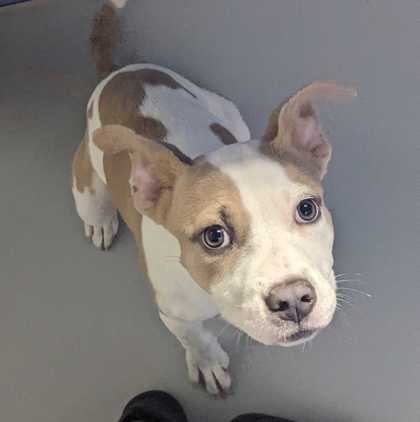 Moana~Foster Or Foster To Adopt Needed~