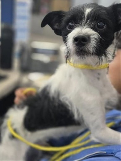 Jack~FOSTER or FOSTER TO ADOPT NEEDED ~, an adoptable Terrier in Andover, MN