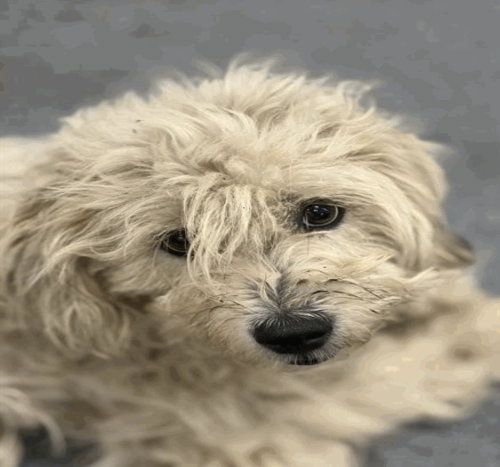 Rose~FOSTER or FOSTER TO ADOPT NEEDED~, an adoptable Unknown breed in Andover, MN