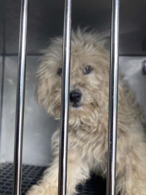 Rose ~Foster Or Foster To Adopt Needed~ photo 2
