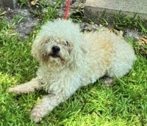 Scottie~FOSTER or FOSTER TO ADOPT NEEDED ~, an adoptable Unknown breed in Andover, MN