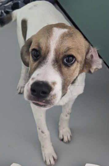 Trout~Foster Or Foster To Adopt Needed~