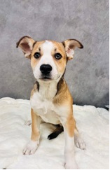 Mocha Frappe~Foster Or Foster To Adopt Needed~