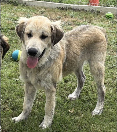 Whiskey~Foster Or Foster To Adopt Needed~