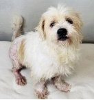 Angel~Foster Or Foster To Adopt Needed~