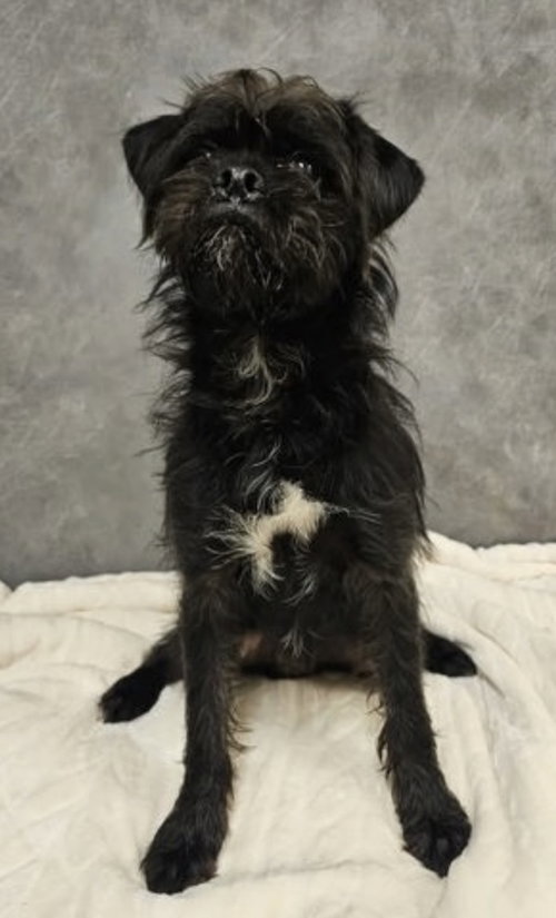 Cole~Foster Or Foster To Adopt Needed~