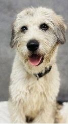 Ross~Foster Or Foster To Adopt Needed~