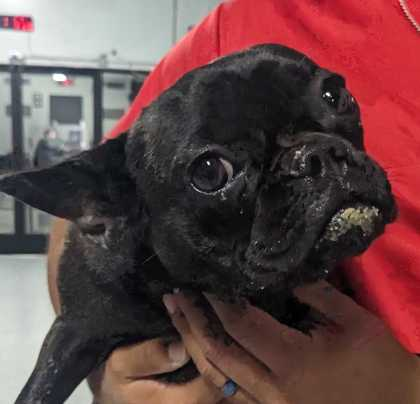 Frenchy~FOSTER or FOSTER TO ADOPT NEEDED, an adoptable French Bulldog in Andover, MN