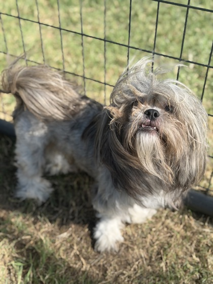 Kokie~Foster Or Foster To Adopt Needed~