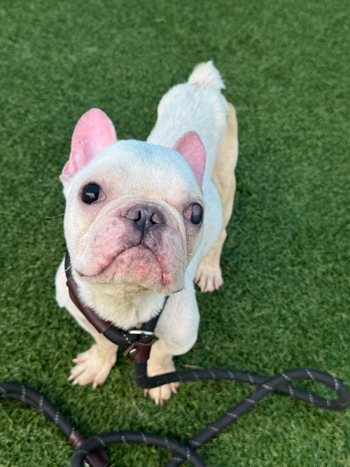 Romie~FOSTER OR FOSTER TO ADOPT NEEDED~, an adoptable French Bulldog in Andover, MN