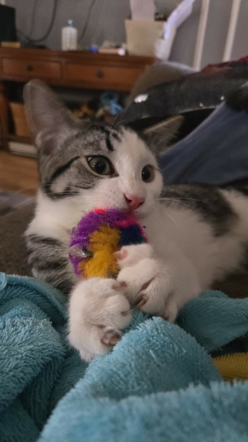 Mullet, a Domestic Short Hair / Mixed (short coat)