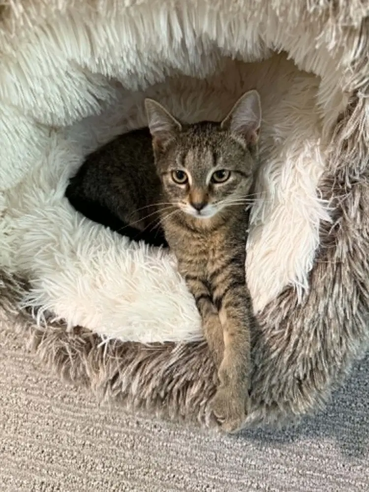 Cap'n Crunch - Domestic Short Hair