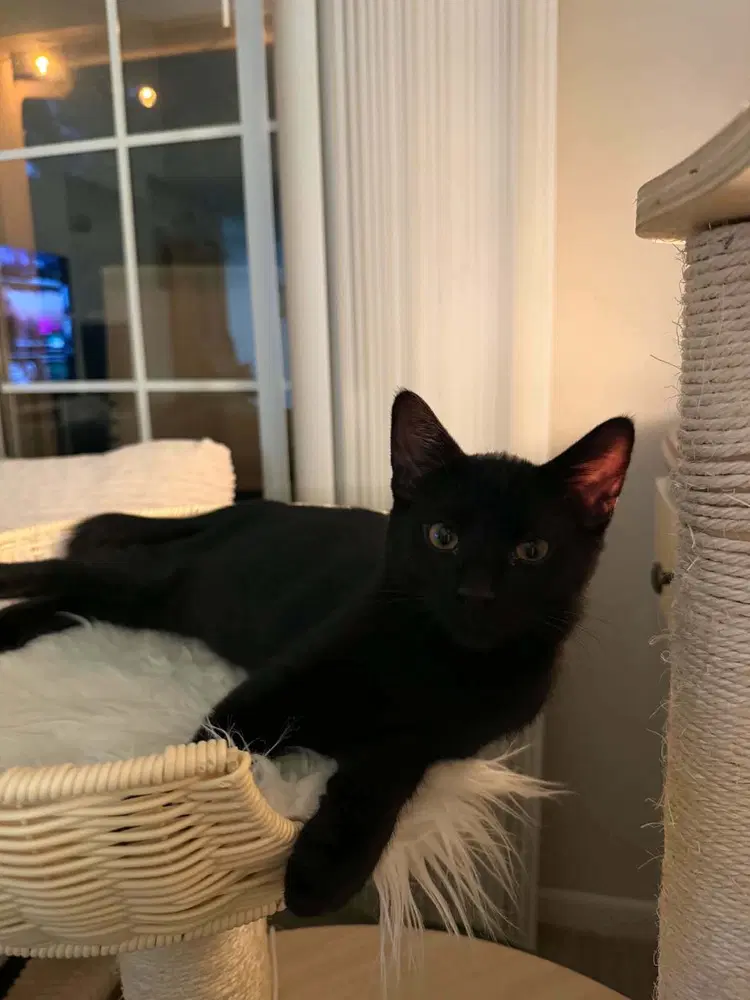 French Toast - Domestic Short Hair