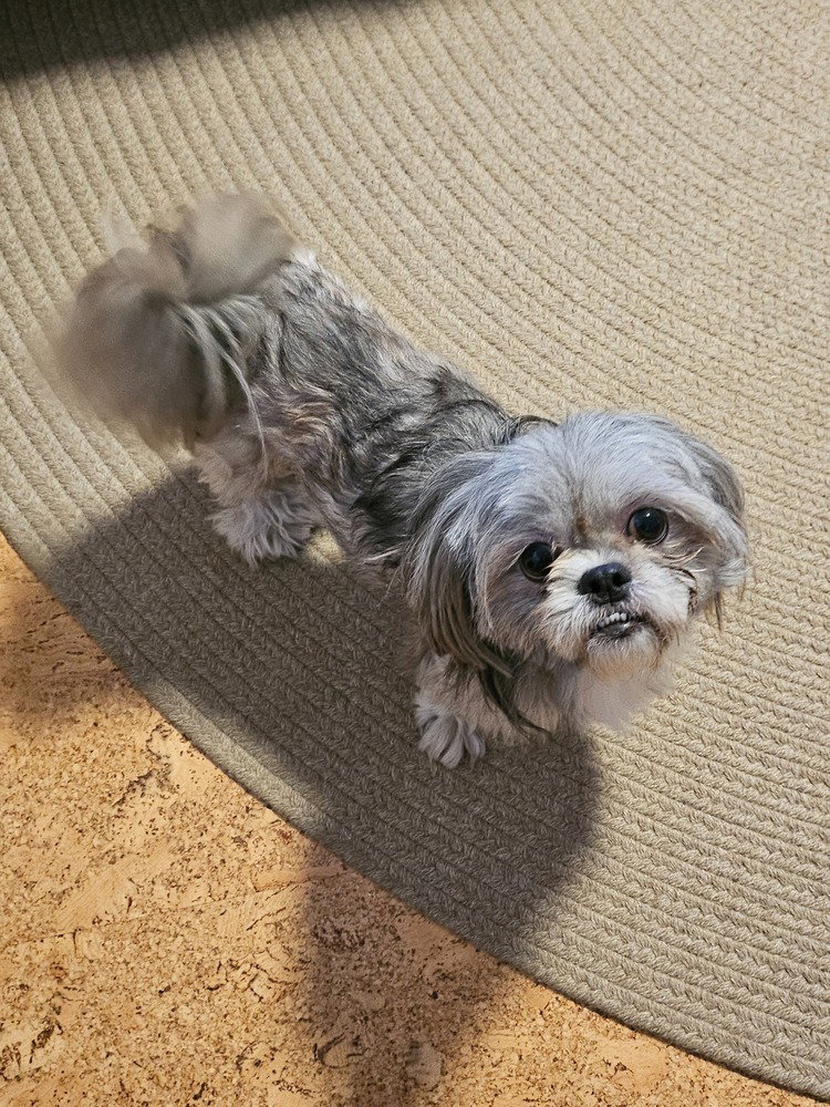 Kokie