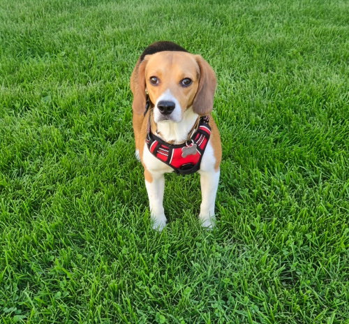 Glen, an adoptable Beagle in Andover, MN
