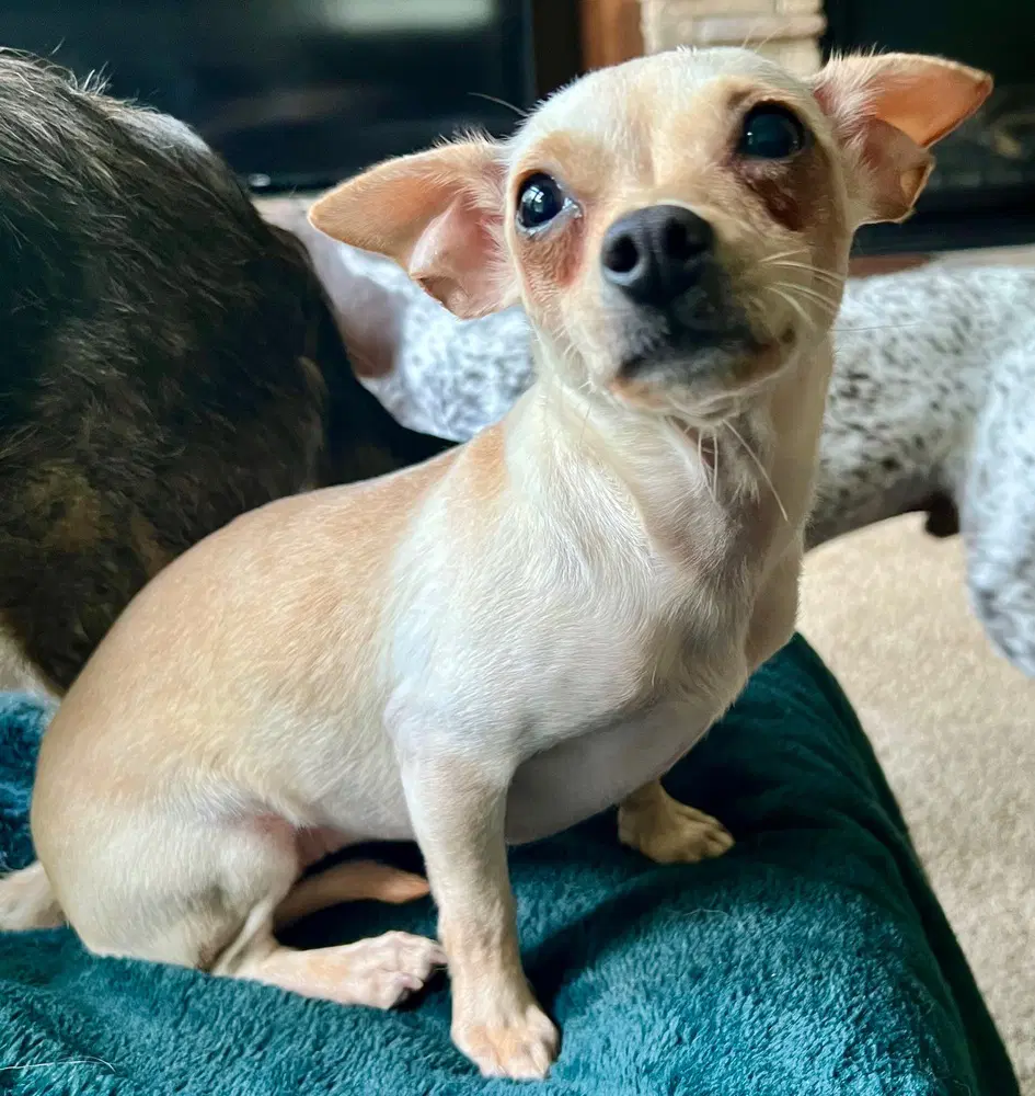 Ana - Chihuahua