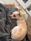 Ana, a Chihuahua / Mixed