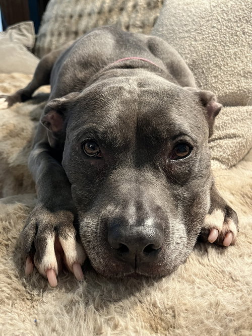 Bella, photo 3