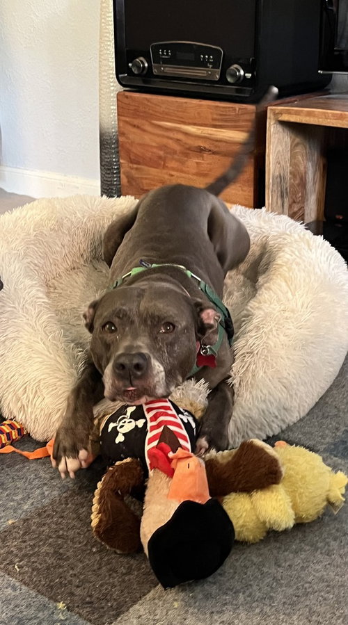 Bella, photo 4
