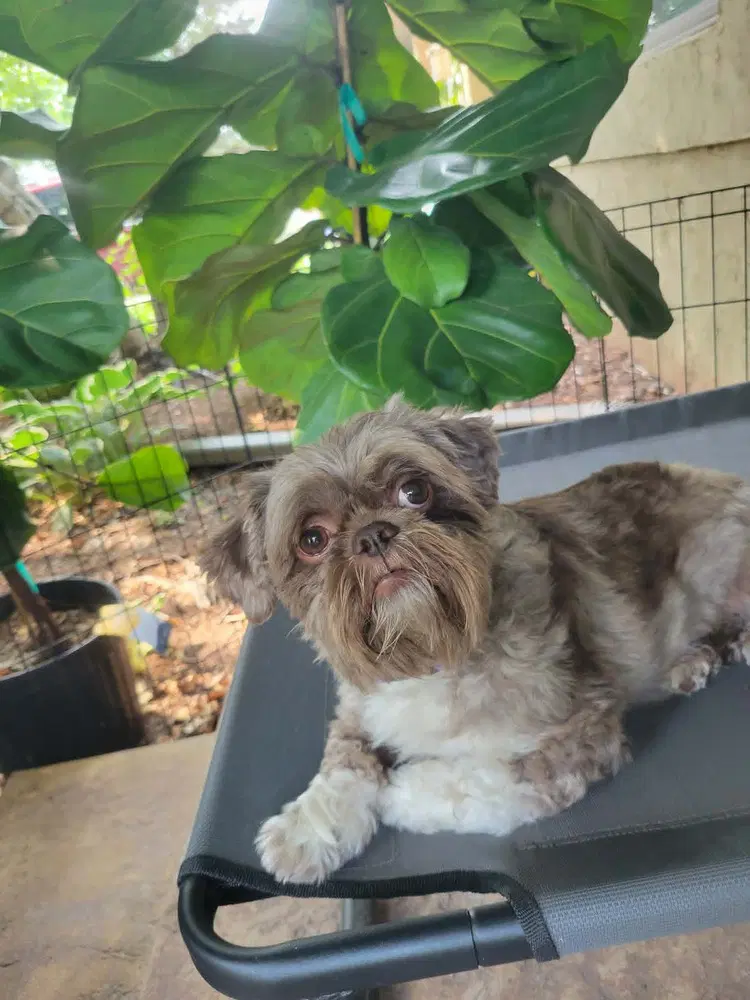 Hershey - Shih Tzu