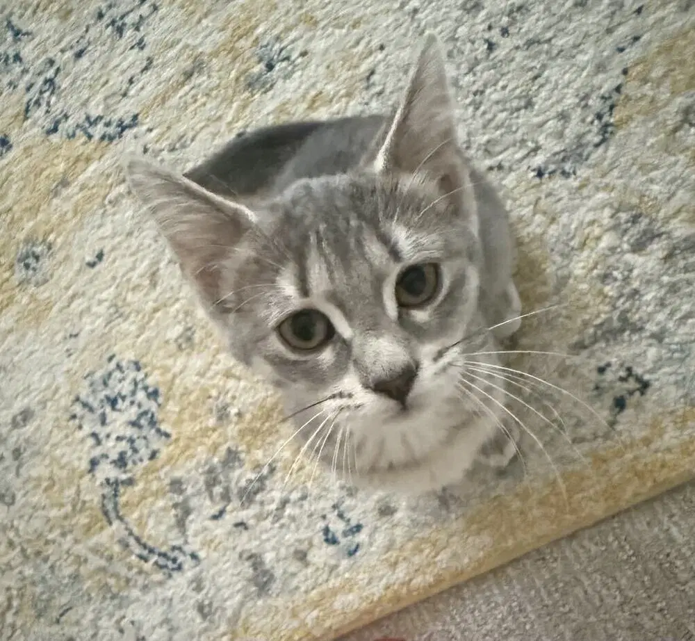 Flapjack - Domestic Short Hair