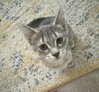 Flapjack