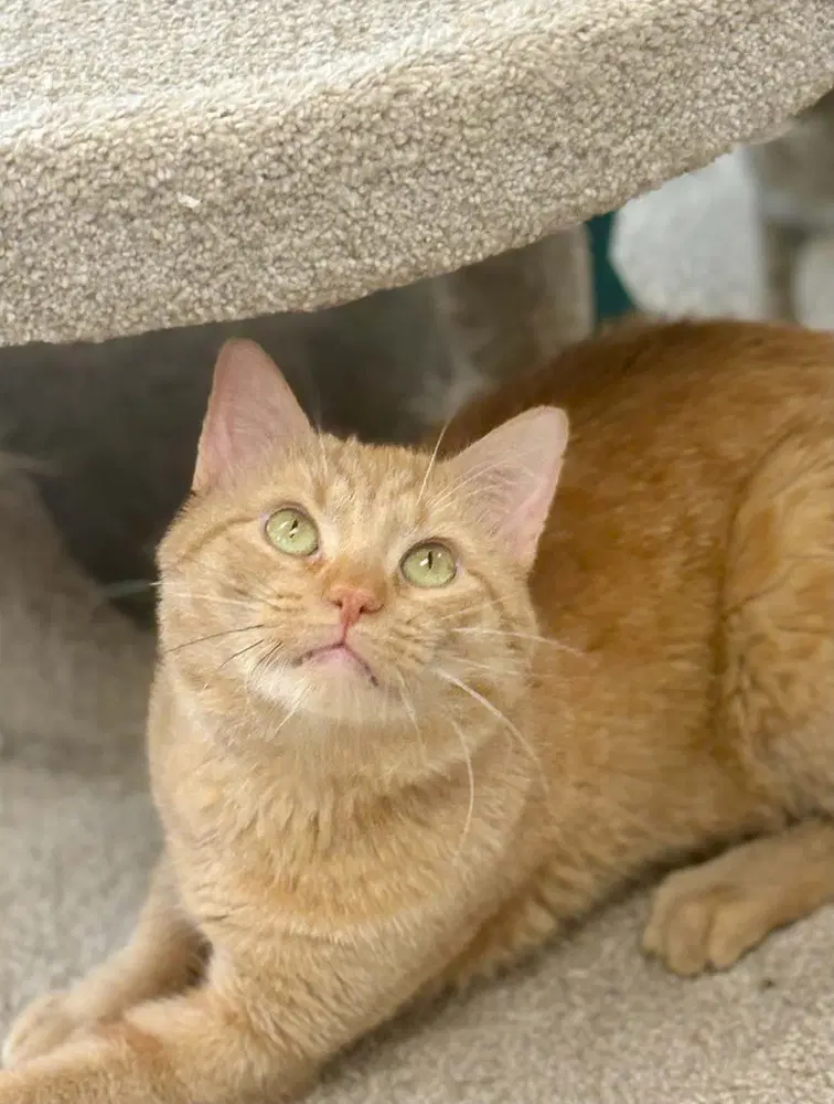 Johnnie - Domestic Short Hair
