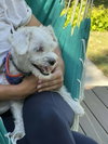 Stede, a Poodle (T-Cup) / Mixed