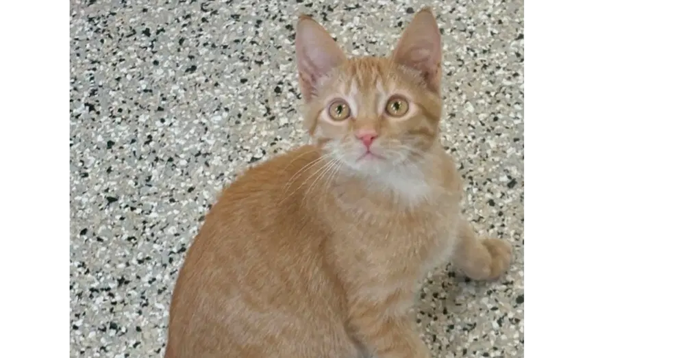 Ron - Domestic Short Hair