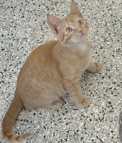 Photo 3 of Ron