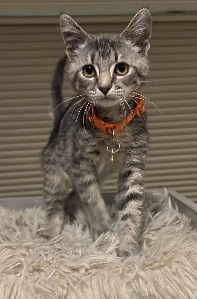 Cole - Domestic Short Hair