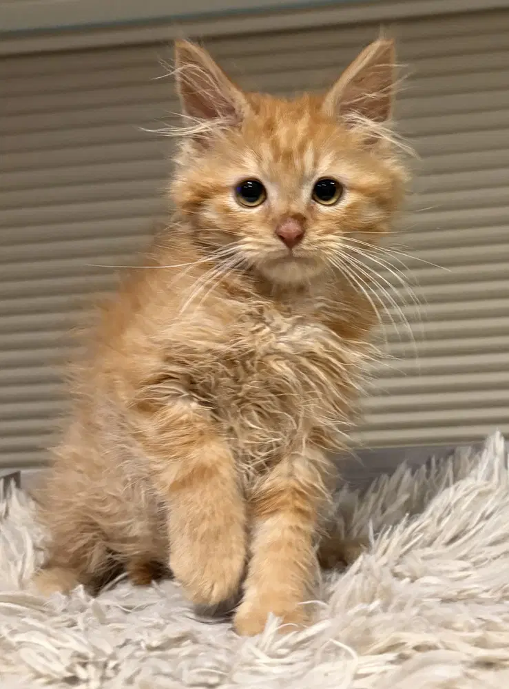 Tajin - Domestic Medium Hair