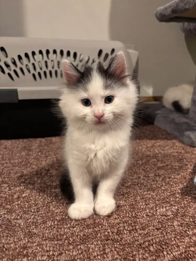 Bing - Domestic Medium Hair