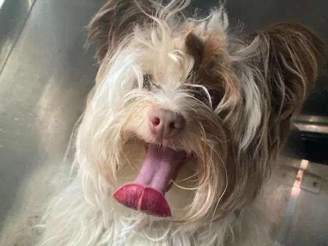 Hollyfoster Or Foster To Adopt Needed - Silky Terrier