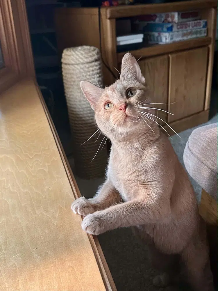 Zena - Domestic Short Hair
